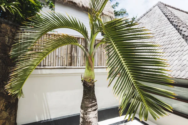 Palmera pequeña decorativa — Foto de Stock