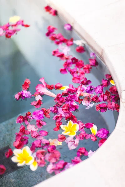 フラットが異なるカラフルな花のレイアウト — ストック写真