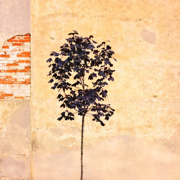 Ensamt träd. vemodig stämning — Stockfoto