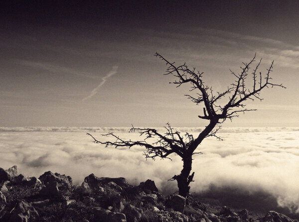 Одинокое дерево. меланхолическое настроение
