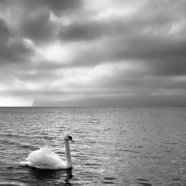 One graceful white swan — Stock Photo, Image