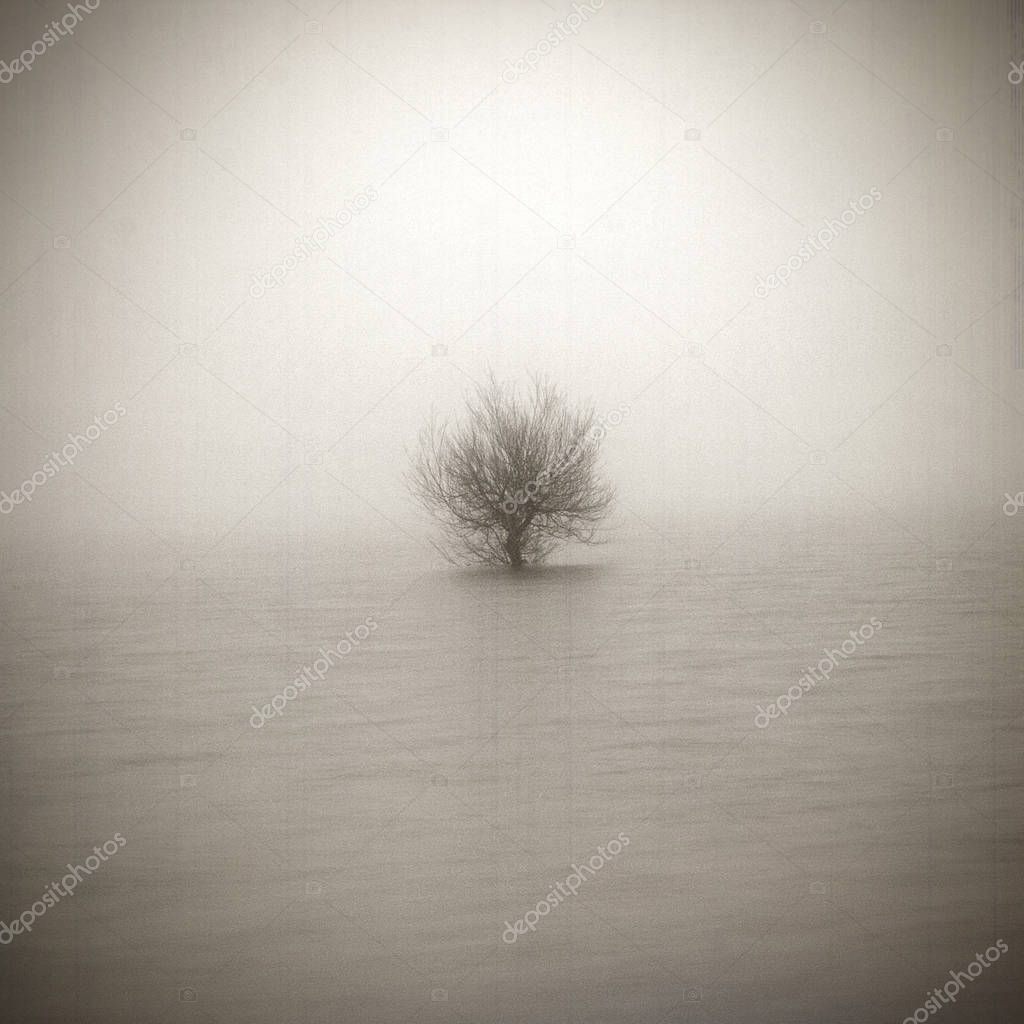 Lonely tree in aged textured art background