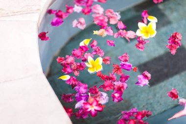 havuzunda renkli çiçekler