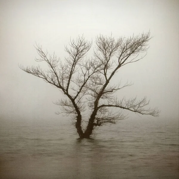 Μοναχικό δέντρο σε παλαιωμένο φόντο — Φωτογραφία Αρχείου