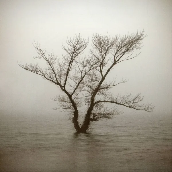 Árbol solitario en fondo de arte texturizado envejecido . —  Fotos de Stock