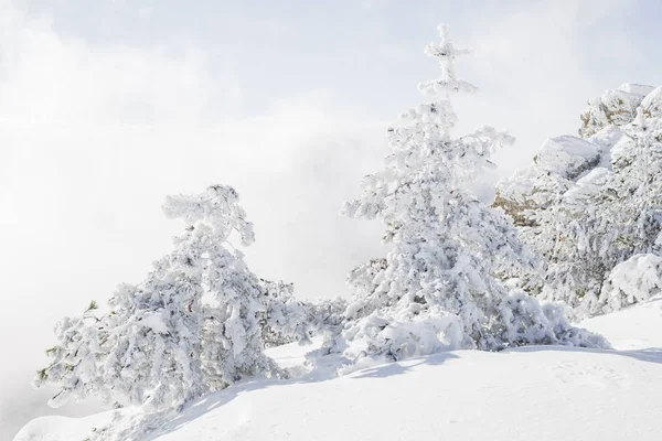 Sapins congelés dans la neige — Photo