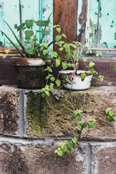 Dekoration des Hauses mit Pflanzen in Töpfen — Stockfoto