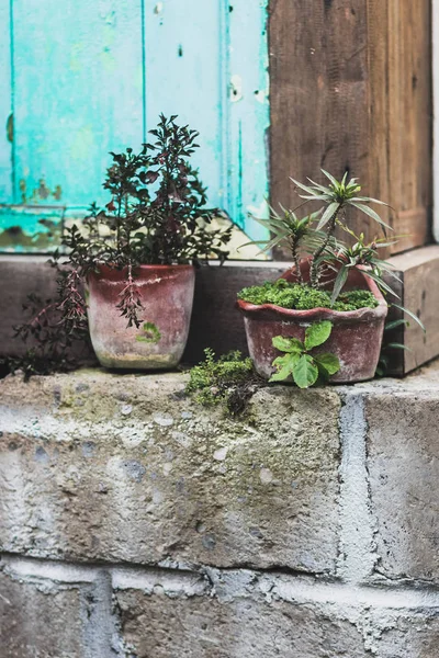 Decoration of house with plants in pots — Stock Photo, Image