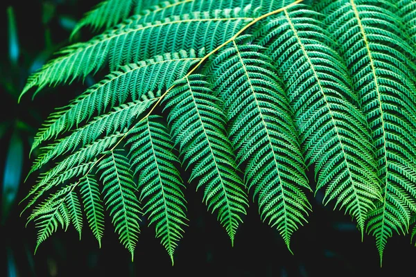 Tekstura liści paproci — Zdjęcie stockowe