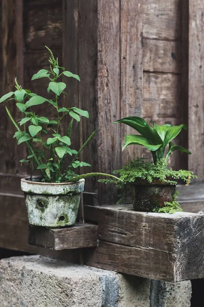 Decoration of house with plants in pots — Stock Photo, Image