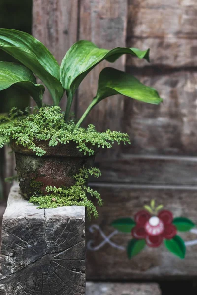 Decoration of house with plants in pot — Stock Photo, Image