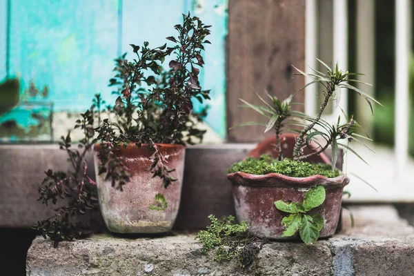 Decoração de casa com plantas — Fotografia de Stock