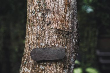 Ağaç üzerinde boş ahşap tabela.