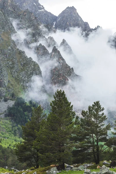 Huge spruces in the mountains — Stock Photo, Image