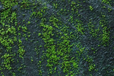 Yeşil yosun ve yosunlu siyah taş duvar arkaplanı. Doğa.