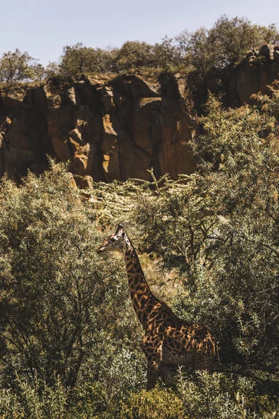 Una jirafa escondida en los arbustos. Safari en Kenia, África. Natu salvaje —  Fotos de Stock