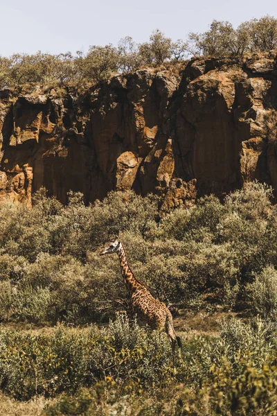 Una jirafa escondida en los arbustos. Safari en Kenia, África. Natu salvaje —  Fotos de Stock