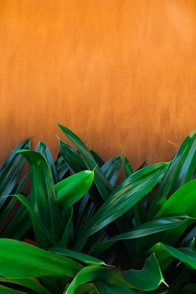 緑のtrと伝統的なモロッコテラコッタの色の背景 — ストック写真