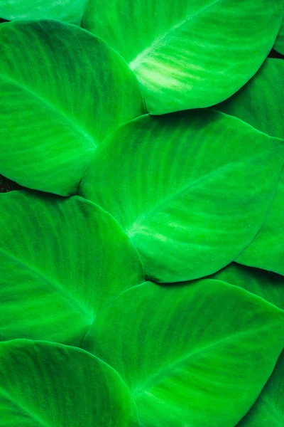 Textuur van groene tropische planten groeien op de muur. Tropische jungle — Stockfoto