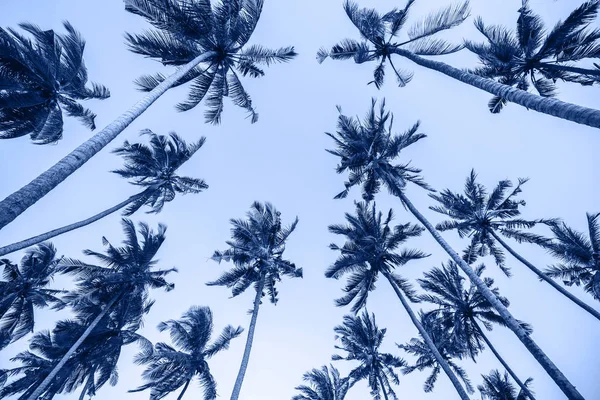 Модний фон з високими пальмами з ясним блакитним небом. Порожній — стокове фото