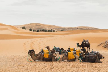 Deve kervanı Sahra Çölü, Fas 'ta dinleniyor. Arka planda kum tepecikleri. Afrika 'da turizm. Geleneksel Arap taşımacılığı.