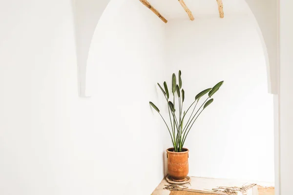 Interior Minimalista Luz Moderna Con Planta Flores Maceta Arcilla Naranja — Foto de Stock