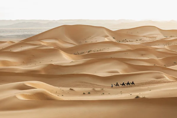 Gruppo Carovane Cammelli Dune Sabbia Desertiche Marocco Sahara Bellissimo Tramonto — Foto Stock