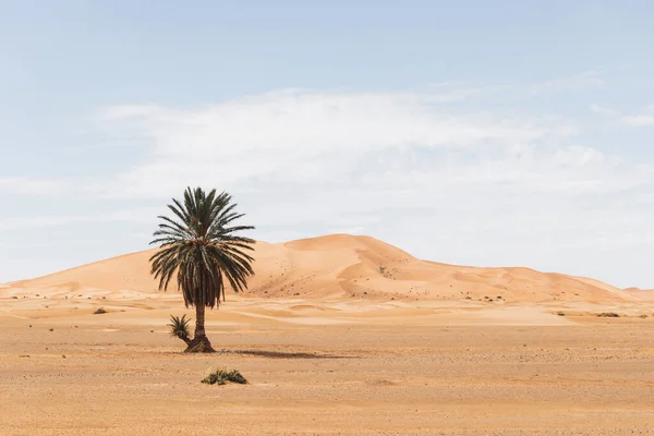 Gyönyörű Sivatagi Táj Homokdűnékkel Egy Magányos Tenyérrel Utazás Marokkóban Szaharában — Stock Fotó