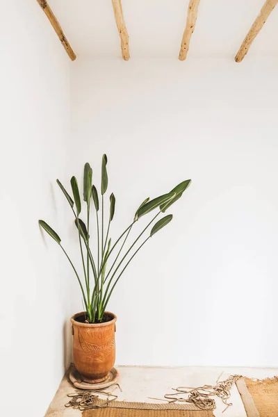 Minimalist Modern Light Interior Flower Plant Orange Clay Pot White — Stock Photo, Image