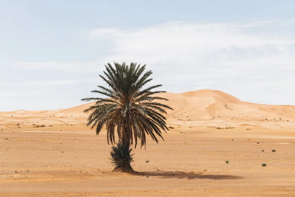 Beautiful Desert Landscape Sand Dunes One Lonely Palm Travel Morocco — Stock Photo, Image