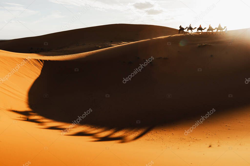 Camel caravan group in desert sand dunes at sunset light with beautiful shadows. Tourist entertainment in Morocco, Sahara.