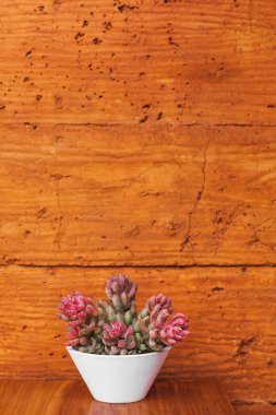 Terracotta renkli arka planda beyaz saksıda sulu bir bitki. Turuncu ya da kil dokusu. Minimalist modern iç tasarım ve bahçe işleri..