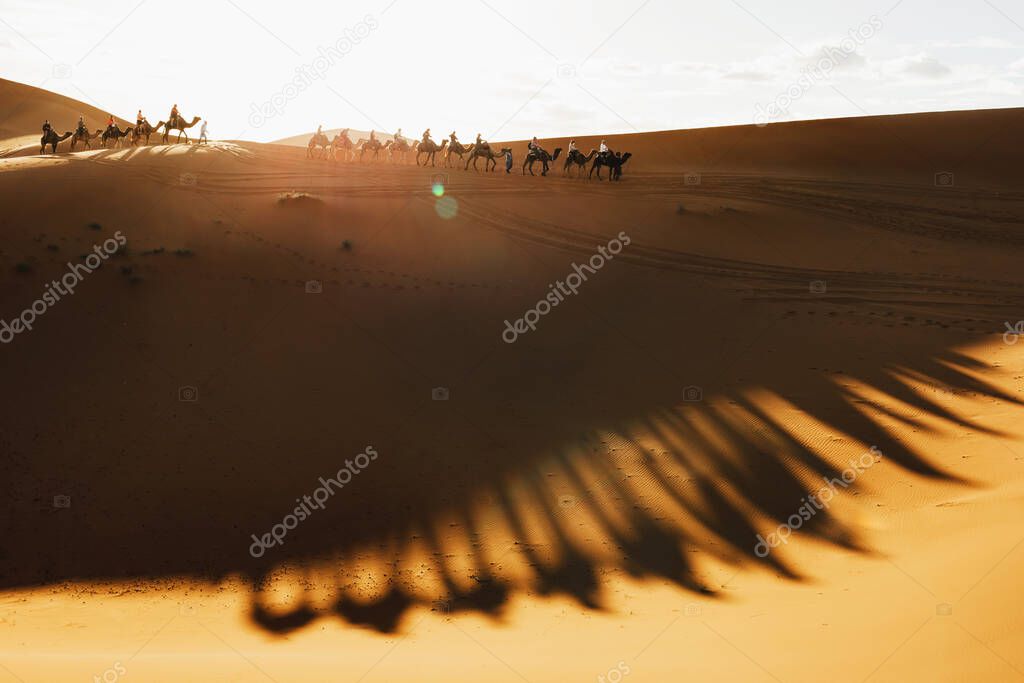 Camel caravan group in desert sand dunes at sunset light with beautiful shadows. Tourist entertainment in Morocco, Sahara.