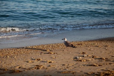 Kuş sahilde bir martı