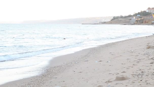 Una bandada de gaviotas en una playa de arena — Vídeos de Stock