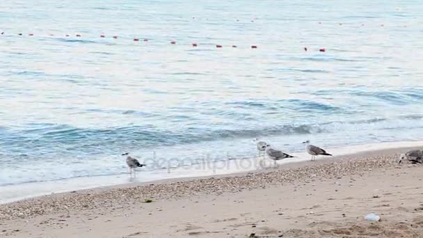 Un troupeau de mouettes mer plage oiseaux de sable — Video