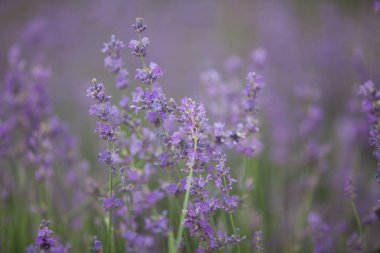 Bir alan içinde doğa lavanta çiçekleri