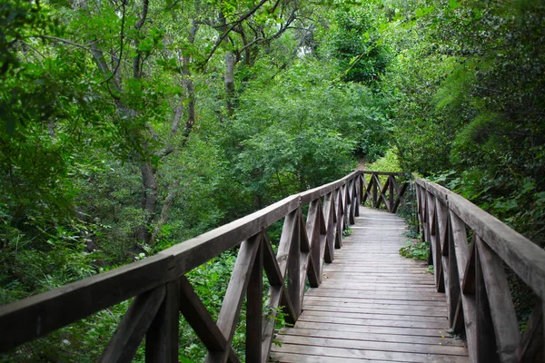 Ahşap köprü yol yağmur ormanları peyzaj — Stok fotoğraf