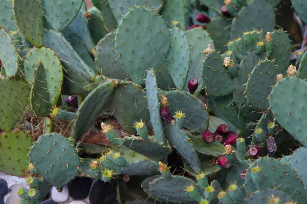 Un montón de flores de cactus verde con agujas —  Fotos de Stock