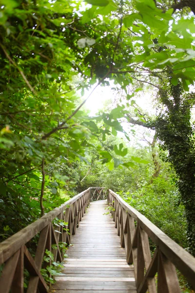 Dřevěný most silnice v krajině deštný prales — Stock fotografie