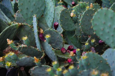 bir sürü yeşil kaktüs çiçek iğneleri ile