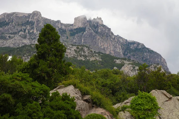 kaya ve ormanın alt