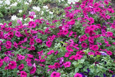 farklı tonları çiçek alan