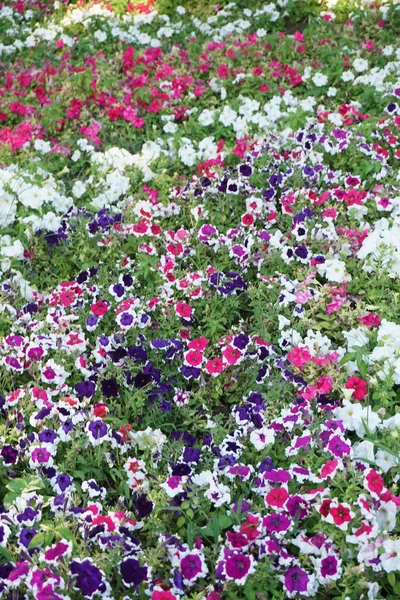 Campo de flores de diferentes tonos — Foto de Stock