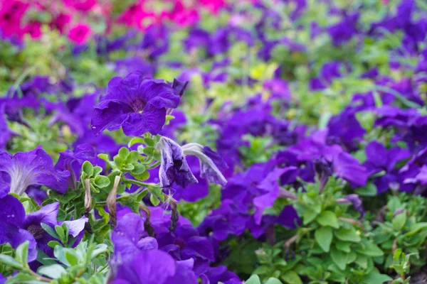 Campo de flores de diferentes tonos — Foto de Stock