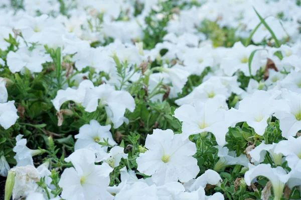 Campo de flores de diferentes tonos — Foto de Stock