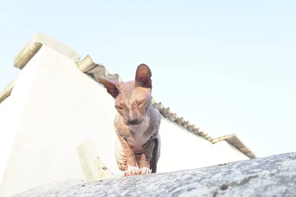 Kot rasa Sphynx siedzi na ulicy — Zdjęcie stockowe