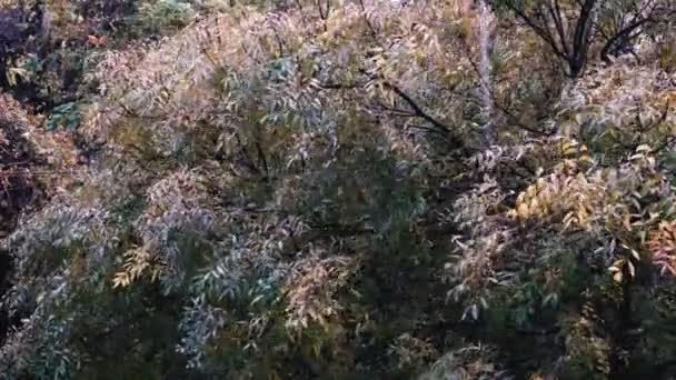 Árboles de lluvia fuerte viento clima — Vídeo de stock