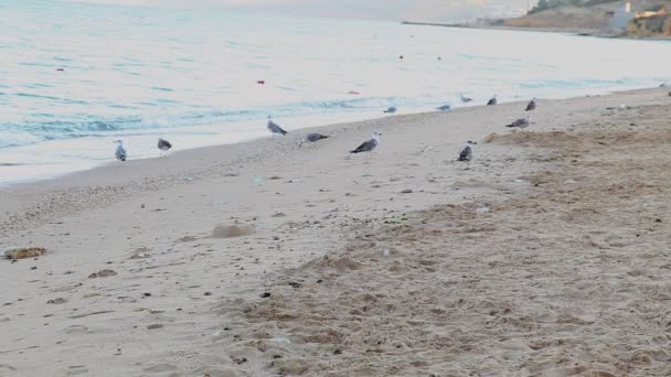 Przestraszony pies z mewy na plaży — Wideo stockowe