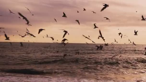 Um bando de aves marinhas gaivotas e Ocean Beach com o vento — Vídeo de Stock